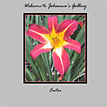 Johanna's Gallery's Website