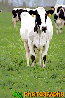 White Cow with Black Spots painting