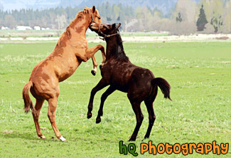 Horses Playing painting