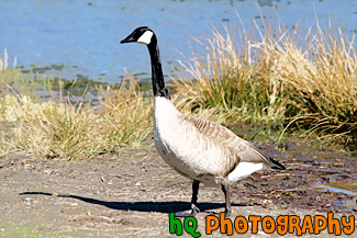 Brown & Black Goose painting