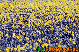 Field of Yellow Daffodils painting