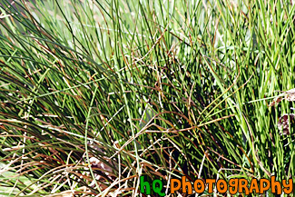 Thick Grass Close Up painting