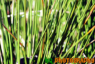 Tall Grass Up Close painting