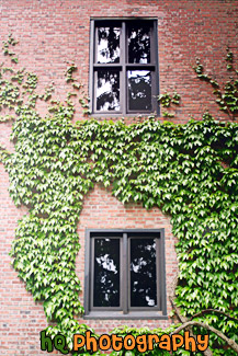 Brick Wall & Ivy at UPS painting