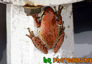 Brown Frog up Close painting