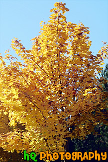 Yellow Tree Changing Color painting