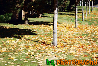 Fallen Leaves on Grass painting