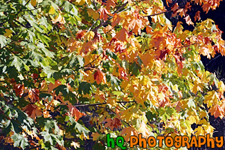 Colorful Leaves Changing Color painting