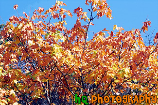 Orange Leaves & Blue Sky painting