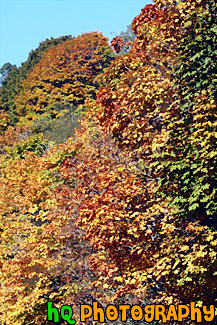 Fall Trees Changing Color painting