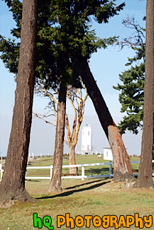 Brown's Point Lighthouse Framed by Trees painting