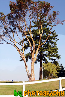 Tree, Blue Sky, & White Fence painting