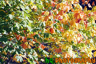 Close Up of Leaves Changing Color painting