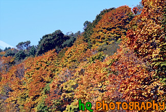 Trees Changing Color painting