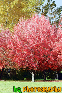 Red Autumn Tree painting