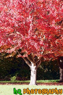 Red Tree Leaves up Close painting