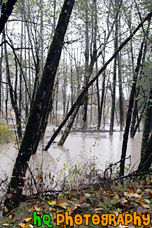 Trees in Flooded River painting