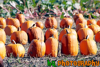 Batch of Pumpkins painting