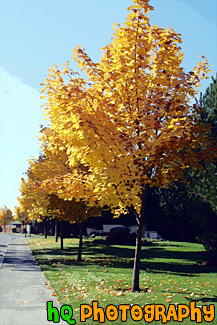 Yellow Leaves on Trees Along Road painting