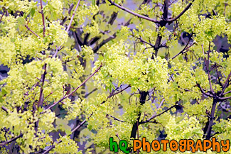 Close Up of a Tree in Bloom painting