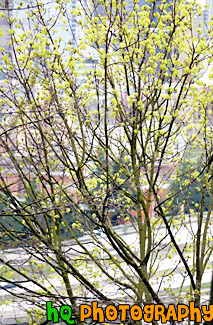 Tree in Blossom With City in Background painting