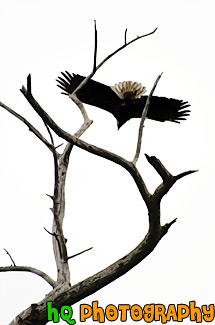 Bald Eagle Flying painting