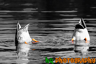 Ducks Feet in Orange painting