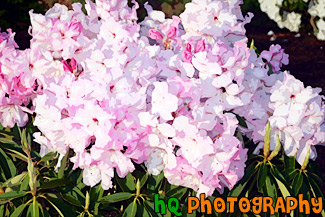 Light Pink Flowers painting