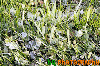 Frost on Grass painting