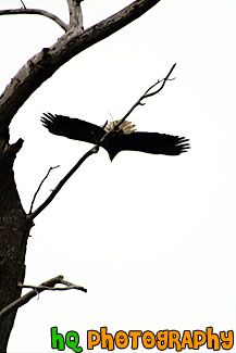 Bald Eagle Flying off a Tree painting