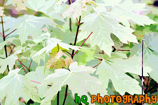 Close Up of Maple  Leaves painting