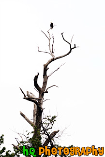 Eagle on Top of Tree painting