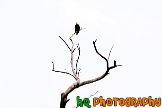 Eagle Sitting on a Branch painting