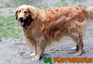 Golden Retriever Panting painting