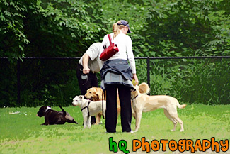 People Playing with Dogs in Dog Park painting