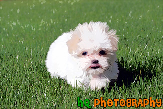 Maltese Puppy Running painting