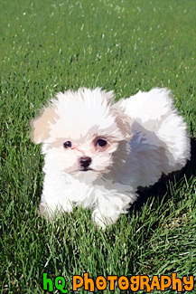 Maltese Puppy Laying on Grass painting