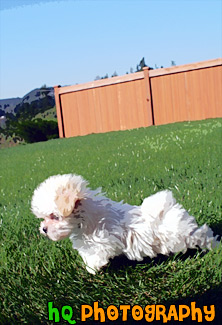 White Maltese Puppy Standing painting