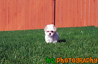 White Puppy Running painting