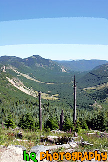 Mountains and New Growth of Gifford Pinchot painting