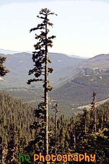 Tall Evergreen of Gifford Pinchot National Forest painting