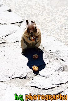 Squirrel Eating a Cracker Jack painting