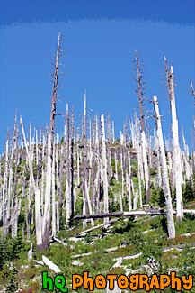 Devastation of Trees painting