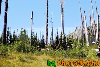 Forest Near Mt. St. Helens painting