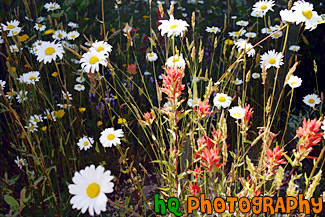 Bunch of  Daisies painting