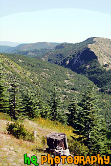 Forest & Mt. Baker in Distance painting