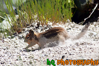 Squirrel Digging Close Up painting