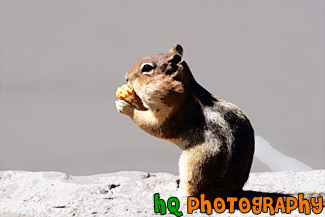 Profile Shot of Squirrel Eating painting