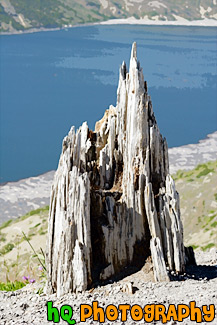 Old Stump in Ground painting