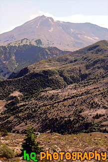 New Growth & Mt. Saint Helens painting